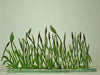 Large Reeds - Glorious Empires-Historical Miniatures  